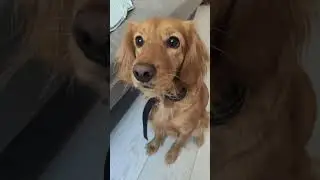 Рыжая собака #красивая#shortsvideo #music #love #домашниеживотные #pets #funny #doglover #собака