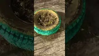 LENA🌺LETO: АВТОМОБИЛЬНЫЕ ПОКРЫШКИ - САМЫЕ ЛУШИЕ КЛУМБЫ! 