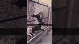 😳 #compilation #viral #animalsfunny #animals #shorts #skillfull #cuteanimals