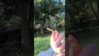 расклад в необычной атмосфере, под шелест листьев🌳🌿🌿🍃от Духов Природы. (приношу извинения за шум)