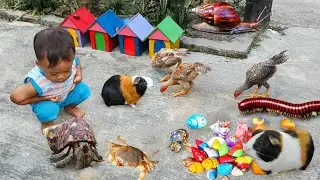 Wow..Menemukan Keong Bekicot Luwing Kaki Seribu Kepiting Cangkang Kelomang