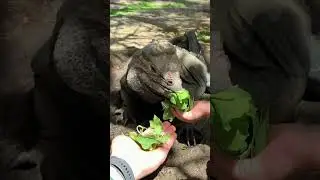KASIH MAKAN DINOSAURUS LANGSUNG DARI TANGANKU BARENG BOCIL BULE!
