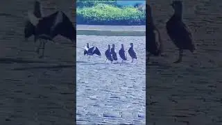 Птицы Кавказа
