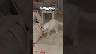 when you live with three cats #cat #kittey #cats #kitty #catlover #cute #kitten #pets #kittycat