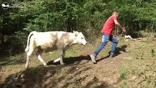 Valentí y sus amigos van al bosque por primera vez