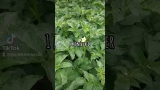 Growing Potatoes  #gardening #gardenlife  #vegetablegarden #garden
