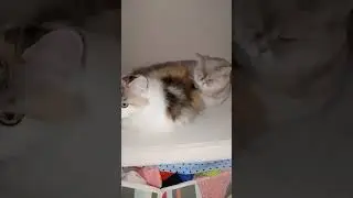 спим, никого не трогаем)))