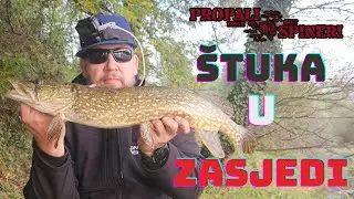 Štuka u zasjedi na potopljenoj grani