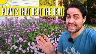 The 3 Best Flowering Annuals that THRIVE in the Summer Heat!