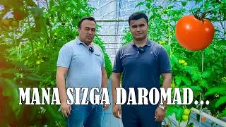 ISSIQXONADA PAMIDOR YETISHTIRISH VA UNING DAROMATI XAQIDA TAJRIBALIK MUTAXASIS BILAN SUHBAT.