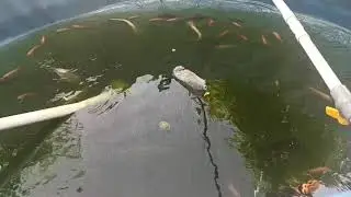 Hanya kolam kecil