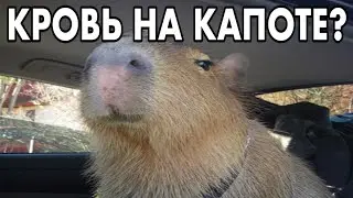 КРОВЬ НА КАПОТЕ?