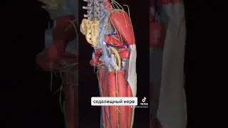 Седалищный нерв