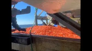 Snow Crab Ends, Shrimp Fishing Begins 2023