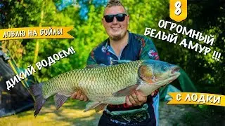 ЛОВЛЯ ОГРОМНОГО АМУРА! Дикий водоем в Подмосковье. Бойлы. Лодка.