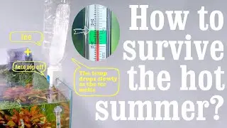 How to survive the hot summer? Fish tank cooling tips!