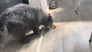 Почему он так делает ??😂
