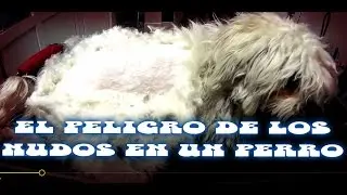 PERRO LLENO DE NUDOS, OJO PELIGRO!!!!!