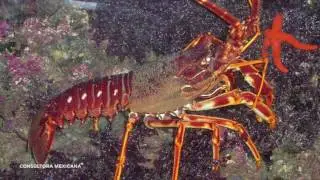 Isla Guadalupe, pasión por la naturaleza