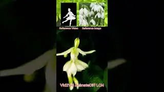 Tạo video với AnimateDiff LCM #comfyui