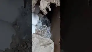 Мыши в Монетке