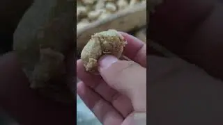 Fibrous soya protein food machine twin screw extruder