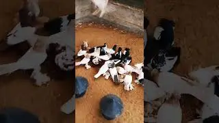 Таджики Иранцы