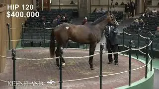 Commissioner Dan, hip 120,  sells for $500,00 at the 2023  Keeneland April Sale