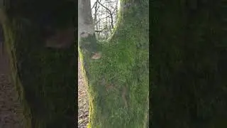 Skyrim's Best Tree Mod