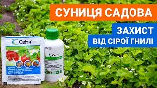 How to protect garden strawberries from gray rot
