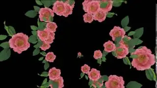 футаж . розы № 2
