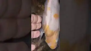 Pripitomljeni KOI saran