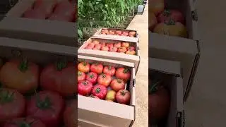 Подвязывание томатов - это одно из обязательных мероприятий, проводимых в теплице.