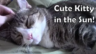 Cute Kitty in the Sun