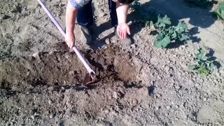 Sowing cucumbers in a trench