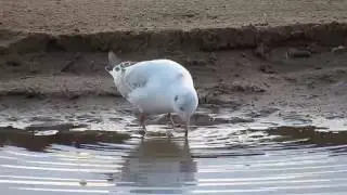Озерная чайка кормиться на Волге близ Ульяновска (Larus ridibundus)