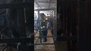 мол бозори Худжанд декабрь.