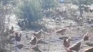 Glückliches Hühnerleben