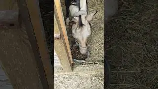 НОЧНОЙ ГОРШОК Байрамы #horse #equestrian #akhalteke #short