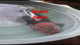 Indukan Gurami #ikan