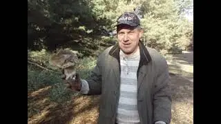 Грибы 2021. Со сватом на тихой охоте