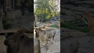 Самый лучший парень в этом дворе. Мархур. Markhor. 