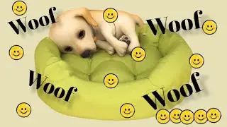 EP.8 Escape room - Woof woof