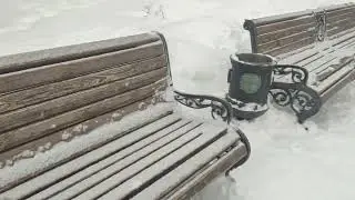 Московские вороны в парке👍