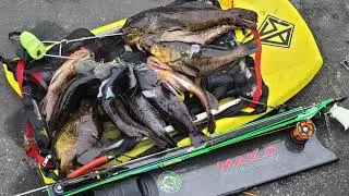 Spearfishing | Cabezon | Rockfish | Calico Bass - Exploring what's under the Kelp Bed
