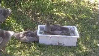 2024 5 21 Гусята, первое купание