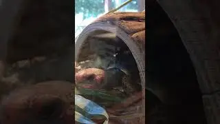 Turtle dancing disco music in MIAMI [Subscribe to see the Full Video!!!! 🐢]