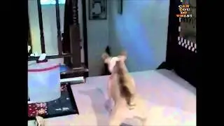 Can You Do This? - Cat Vs Dog