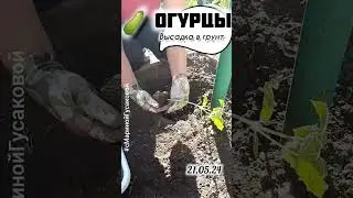 ОГУРЦЫ Как сделать ИДЕАЛЬНУЮ ГРЯДКУ и что положить в лунку. Основные правила | с Мариной Гусаковой