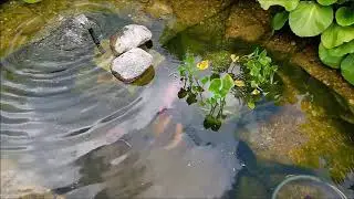 Любимая игрушка в саду  мой водоем
